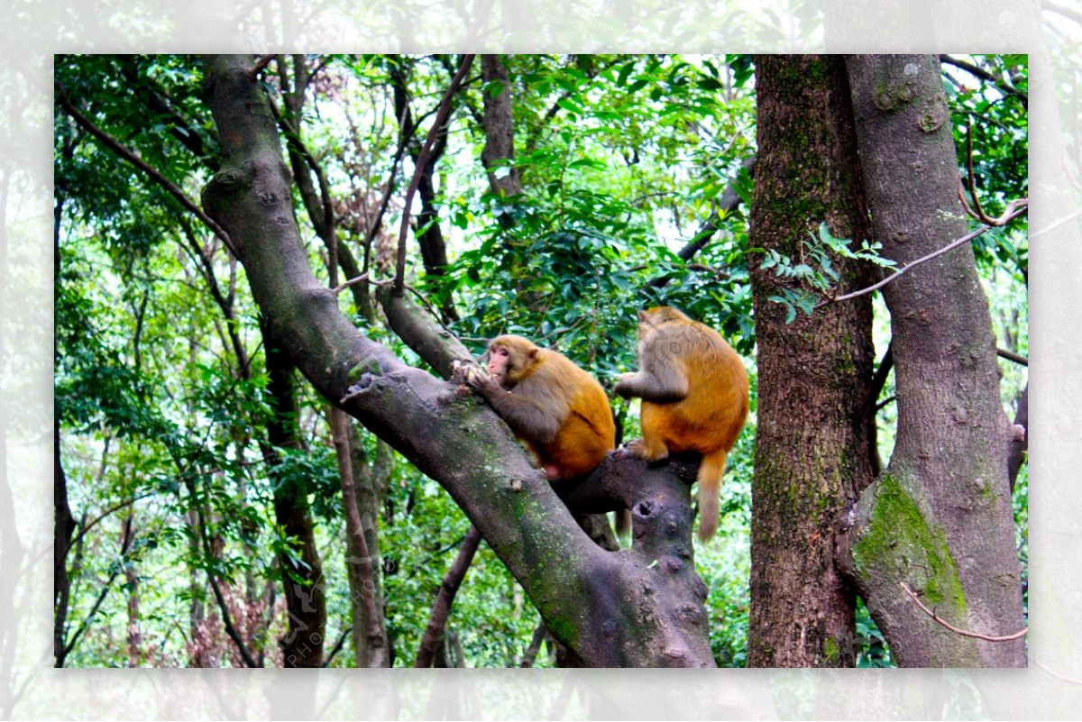 树枝上的猴子图片