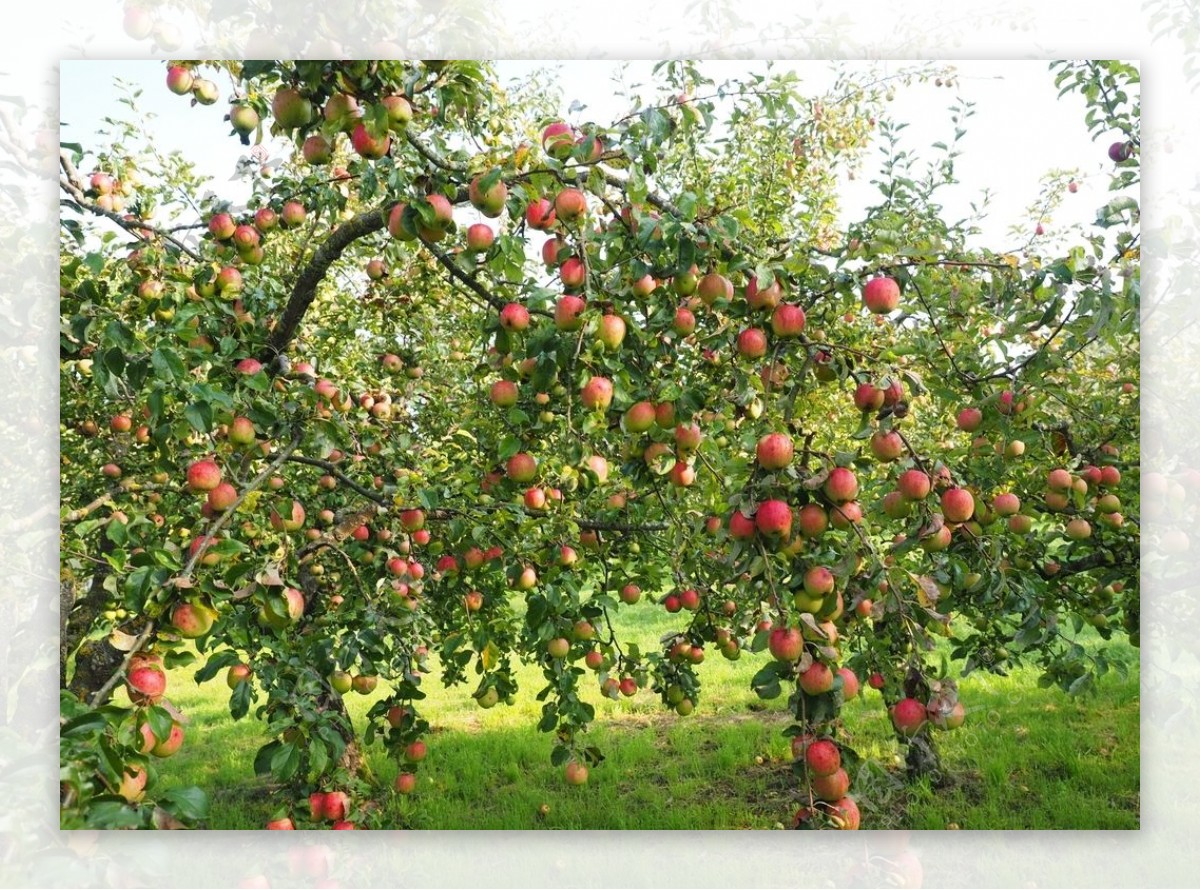 挂在树枝上的苹果图片