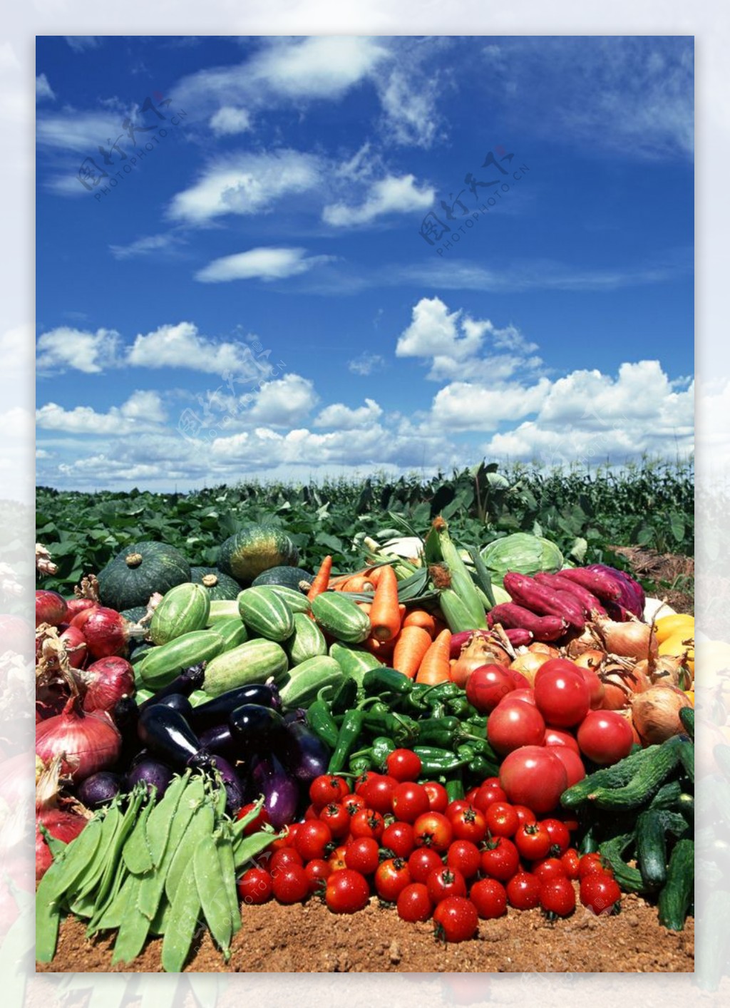 田园蔬菜图片素材-编号40091969-图行天下
