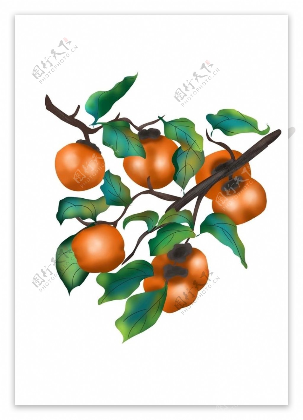 手绘柿子树图片