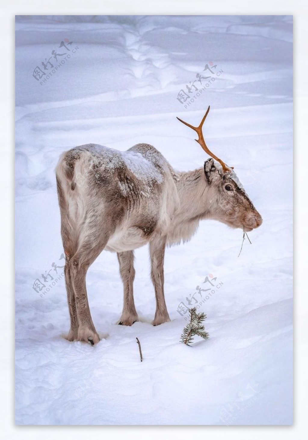 無料画像 : 雪, 冬, 鹿, 天気, シーズン 4096x2731 - - 123514 - 無料写真- PxHere