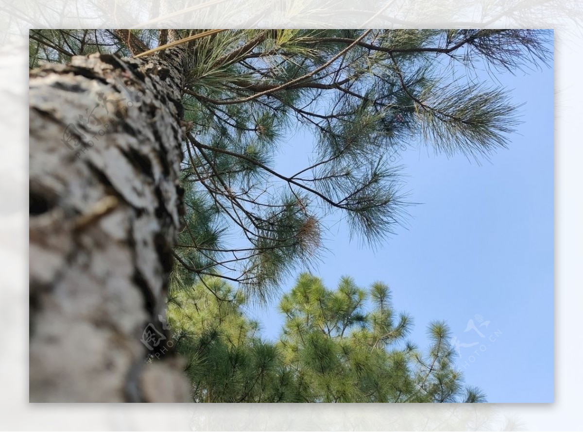 蓝天背景下自下而上拍摄的森林中的松树高清摄影大图-千库网