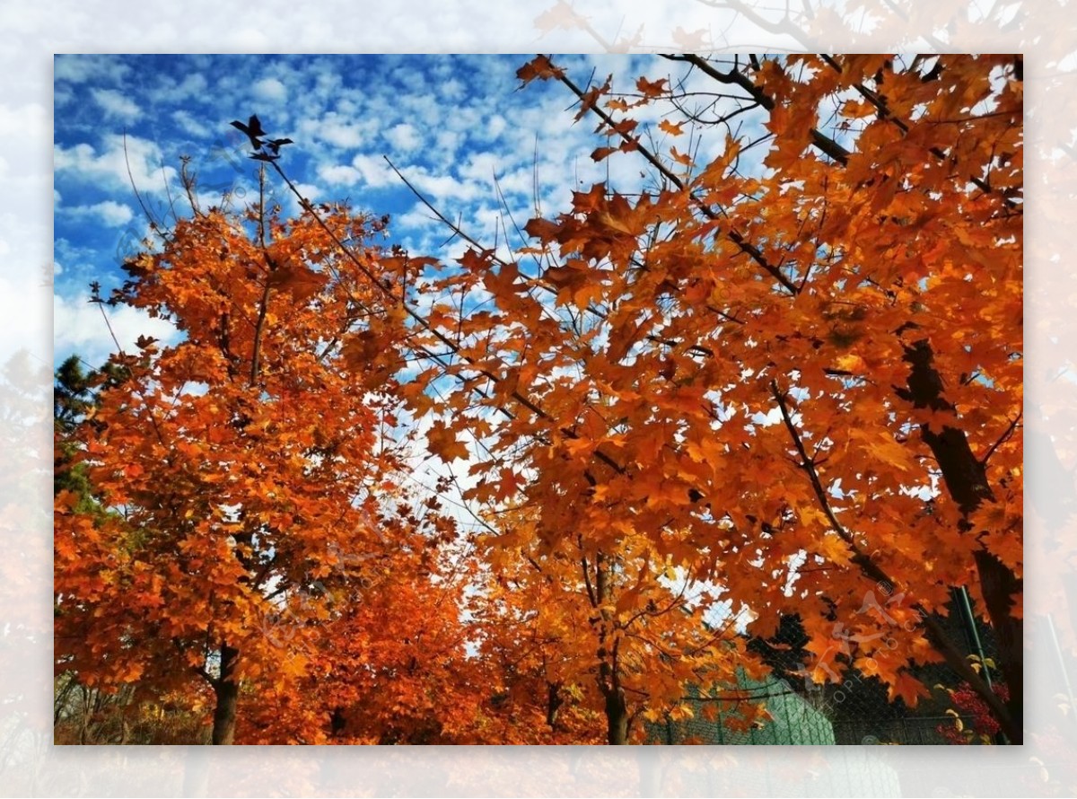 秋天图片