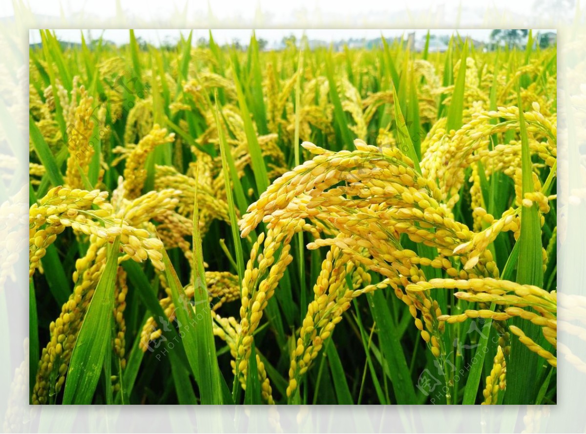 水稻图图片