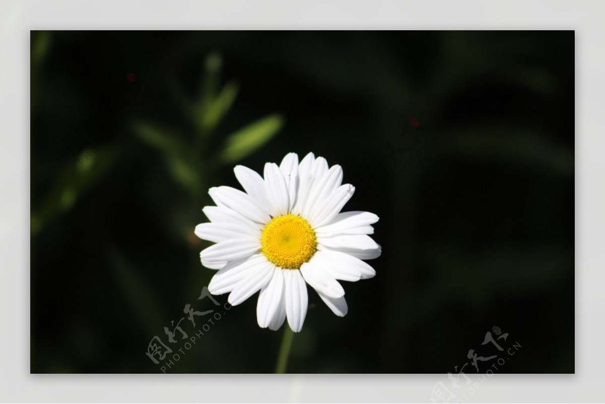白色的雏菊图片