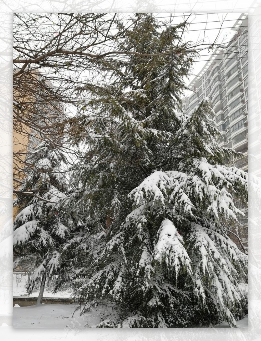 雪树圣诞树图片