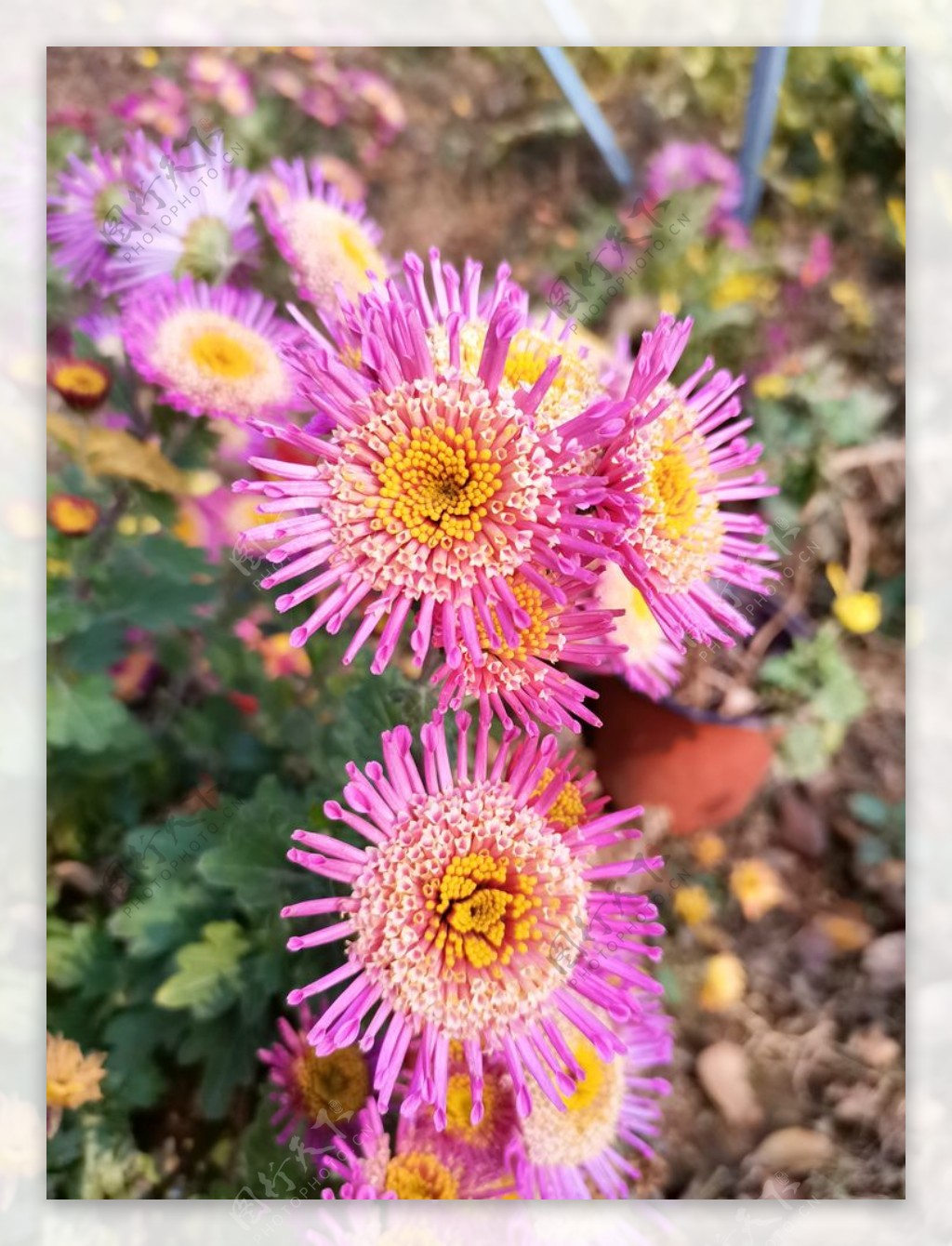 红色菊花花朵手机摄影图片