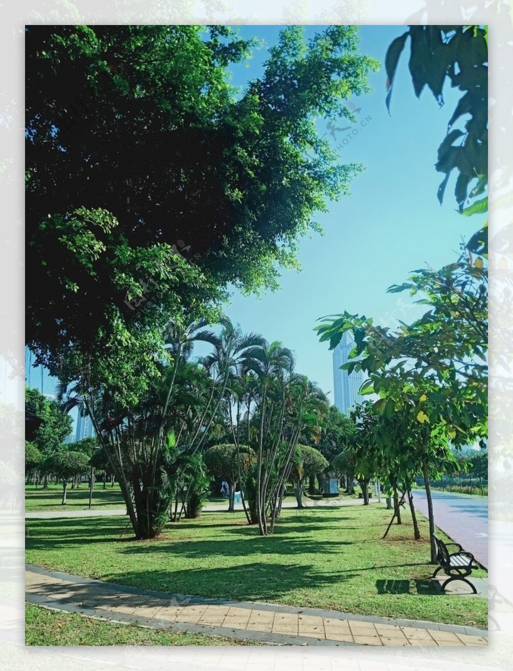 海南椰林图片